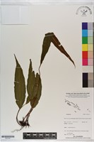 登錄號:P021247藏品圖，第1張