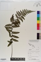 登錄號:P021248藏品圖，第1張