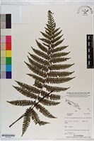 登錄號:P021249藏品圖，第1張