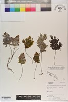 登錄號:P021251藏品圖，第1張