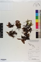 登錄號:P021252藏品圖，第1張