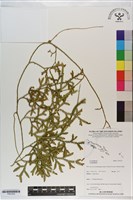 登錄號:P021253藏品圖，第1張