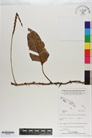 登錄號:P021257藏品圖，第1張