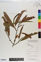 登錄號:P021258藏品圖，第1張