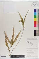 登錄號:P021260藏品圖，第1張