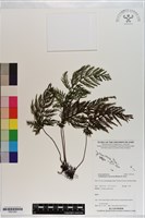 線片長筒蕨藏品圖，第1張