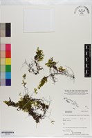 登錄號:P021263藏品圖，第1張