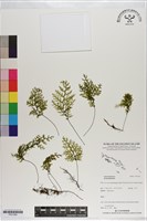 登錄號:P021264藏品圖，第1張