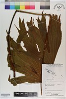 雙扇蕨藏品圖，第1張