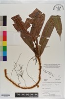 登錄號:P021270藏品圖，第1張