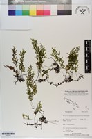 登錄號:P021271藏品圖，第1張