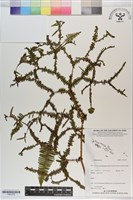 登錄號:P021272藏品圖，第1張