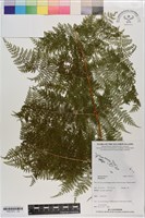 登錄號:P021273藏品圖，第1張