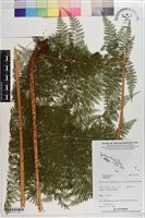 登錄號:P021273藏品圖，第2張