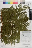 登錄號:P021274藏品圖，第1張