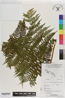 登錄號:P021274藏品圖，第2張