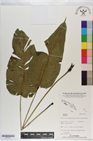 登錄號:P021277藏品圖，第1張