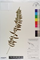 登錄號:P021280藏品圖，第1張