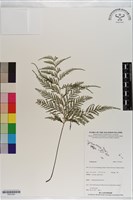 登錄號:P021281藏品圖，第1張