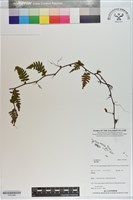 登錄號:P021284藏品圖，第1張