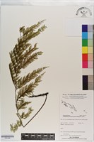 球桿毛蕨藏品圖，第1張