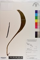 登錄號:P021289藏品圖，第1張