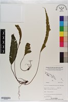 登錄號:P021293藏品圖，第1張