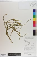 登錄號:P021294藏品圖，第1張