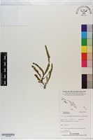 登錄號:P021298藏品圖，第1張