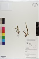 登錄號:P021301藏品圖，第1張