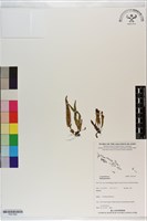 登錄號:P021302藏品圖，第1張