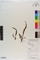 登錄號:P021303藏品圖，第1張