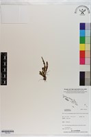 登錄號:P021304藏品圖，第1張