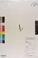 登錄號:P021306藏品圖，第1張