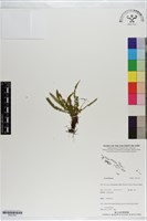 登錄號:P021307藏品圖，第1張