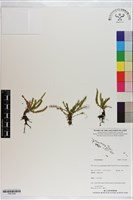 登錄號:P021308藏品圖，第1張