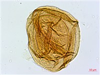 宿蹄蓋蕨藏品圖，第2張