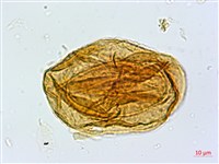 宿蹄蓋蕨藏品圖，第3張
