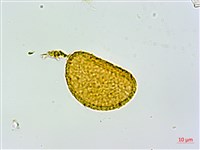 姬蹄蓋蕨藏品圖，第3張