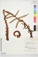 假尖葉耳蕨藏品圖，第1張