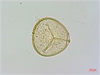 光葉鱗蓋蕨藏品圖，第1張