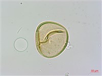 光葉鱗蓋蕨藏品圖，第2張