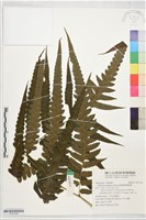廣葉鋸齒雙蓋蕨藏品圖，第1張