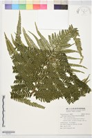 粗毛鱗蓋蕨藏品圖，第1張