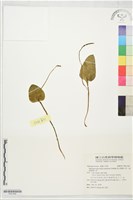 高山瓶爾小草、鈍頭瓶爾小草藏品圖，第1張