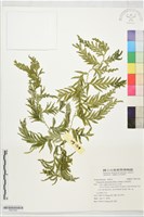 全緣卷柏藏品圖，第1張