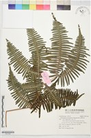 台灣芒萁藏品圖，第1張