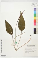 燕尾蕨藏品圖，第1張