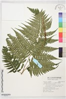 廣葉深山雙蓋蕨藏品圖，第1張