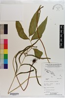 登錄號:P021579藏品圖，第1張